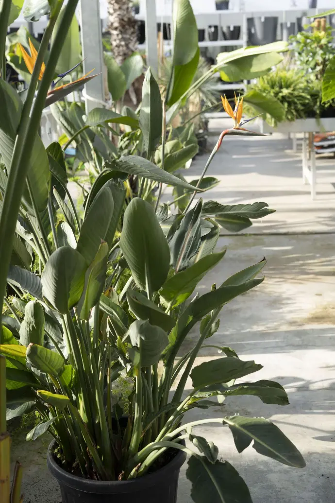 Strelitzia à la pépinière du bois de Hal