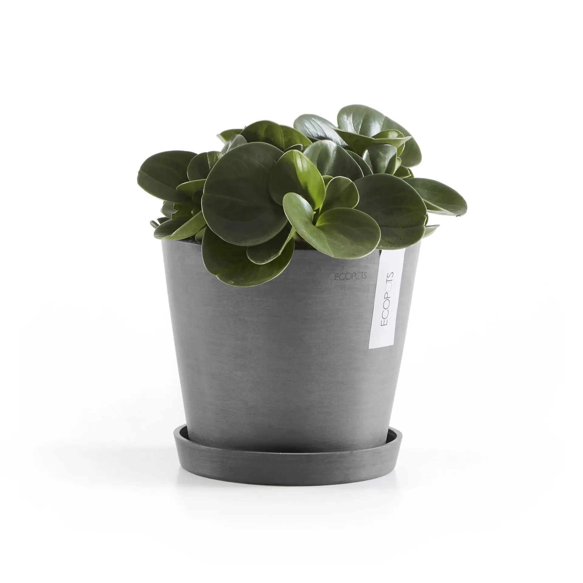 plante verte pots ecopots