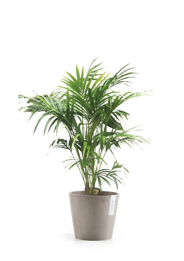 Kentia (160cm) 