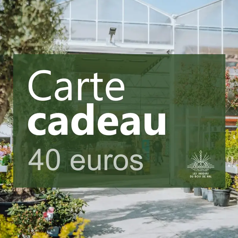 Carte cadeau 40 euros